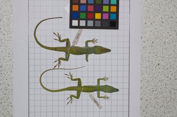 Media type: image;   Herpetology R-189081